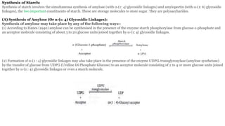 Synthesis of Starch:
Synthesis of starch involves the simultaneous synthesis of amylose (with α-(1: 4) glycosidic linkages) and amylopectin (with α-(1: 6) glycosidic
linkages), the two important constituents of starch. These are storage molecules to store sugar. They are polysaccharides.
(A) Synthesis of Amylose (Or α-(1: 4) Glycosidic Linkages):
Synthesis of amylose may take place by any of the following ways:-
(1) According to Hanes (1940) amylose can be synthesised in the presence of the enzyme starch phosphorylase from glucose-1-phosphate and
an acceptor molecule consisting of about 3 to 20 glucose units joined together by α-(1: 4) glycosidic linkages.
(2) Formation of α-(1 : 4) glycosidic linkages may also take place in the presence of the enzyme UDPG-transglycosylase (amylose synthetase)
by the transfer of glucose from UDPG (Uridine Di Phosphate Glucose) to an acceptor molecule consisting of 2 to 4 or more glucose units joined
together by α-(1 : 4) glycosidic linkages or even a starch molecule.
 