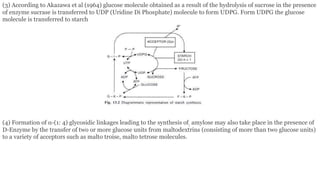 (3) According to Akazawa et al (1964) glucose molecule obtained as a result of the hydrolysis of sucrose in the presence
of enzyme sucrase is transferred to UDP (Uridine Di Phosphate) molecule to form UDPG. Form UDPG the glucose
molecule is transferred to starch
(4) Formation of α-(1: 4) glycosidic linkages leading to the synthesis of; amylose may also take place in the presence of
D-Enzyme by the transfer of two or more glucose units from maltodextrins (consisting of more than two glucose units)
to a variety of acceptors such as malto troise, malto tetrose molecules.
 