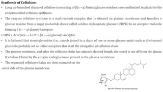 Synthesis of Cellulose:
• Long un-branched chains of cellulose (consisting of β(1→4) linked glucose residues) are synthesized in plants by the
enzymes called cellulose synthases
• The enzyme cellulose synthase is a multi-submit complex that is situated on plasma membrane and transfers a
glucose residue from a sugar nucleotide donor called uridine diphosphate glucose (UDPG) to an acceptor molecule
forming β (1 → 4) glucosyl acceptor
UDPG + Acceptor → UDP + β (1→4) glucosyl-acceptor
• It is believed that sterol-glycosides (i.e., sterols joined to a chain of one or more glucose units) such as β-sitosterol
glucoside probably act as initial acceptors that start the elongation of cellulose chain
• The process continues, and after the cellulose chain has attained desired length, the sterol is cut off from the glucan
(Cellulose Chain) by the enzyme endoglucanase present in the plasma membrane
• The separated cellulose chains are then extruded on the
outer side of the plasma membrane
 