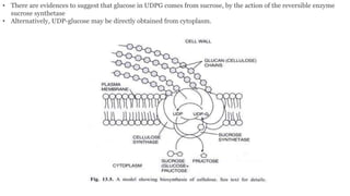 • There are evidences to suggest that glucose in UDPG comes from sucrose, by the action of the reversible enzyme
sucrose synthetase
• Alternatively, UDP-glucose may be directly obtained from cytoplasm.
 