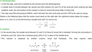 Dehydrogenation
• In the first step, acyl-CoA is oxidized by the enzyme acyl CoA dehydrogenase
• A double bond is formed between the second and third carbons (C2 and C3) of the acyl-CoA chain entering the beta
oxidation cycle; the end product of this reaction is trans-Δ2-enoyl-CoA (trans-delta 2-enoyl CoA)
• This step uses FAD and produces FADH2, which will enter the citric acid cycle and form ATP to be used as energy
(Notice in the following figure that the carbon count starts on the right side: the rightmost carbon below the oxygen
atom is C1, then C2 on the left forming a double bond with C3, and so on)
 Hydration
• In the second step, the double bond between C2 and C3 of trans-Δ2-enoyl-CoA is hydrated, forming the end product L-
β-hydroxy acyl CoA, which has a hydroxyl group (OH) in C2, in place of the double bond
• This reaction is catalyzed by another enzyme: enoyl CoA hydratase. This step requires water
 