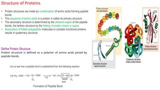 Structure of Proteins
• Protein structures are made by condensation of amino acids forming peptide
bonds
• The sequence of amino acids in a protein is called its primary structure
• The secondary structure is determined by the dihedral angles of the peptide
bonds, the tertiary structure by the folding of protein chains in space
• Association of folded polypeptide molecules to complex functional proteins
results in quaternary structure.
Define Protein Structure
Protein structure is defined as a polymer of amino acids joined by
peptide bonds.
Let us see how a peptide bond is established from the following reaction:
Formation of Peptide Bond
 