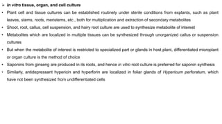  In vitro tissue, organ, and cell culture
• Plant cell and tissue cultures can be established routinely under sterile conditions from explants, such as plant
leaves, stems, roots, meristems, etc., both for multiplication and extraction of secondary metabolites
• Shoot, root, callus, cell suspension, and hairy root culture are used to synthesize metabolite of interest
• Metabolites which are localized in multiple tissues can be synthesized through unorganized callus or suspension
cultures
• But when the metabolite of interest is restricted to specialized part or glands in host plant, differentiated microplant
or organ culture is the method of choice
• Saponins from ginseng are produced in its roots, and hence in vitro root culture is preferred for saponin synthesis
• Similarly, antidepressant hypericin and hyperforin are localized in foliar glands of Hypericum perforatum, which
have not been synthesized from undifferentiated cells
 