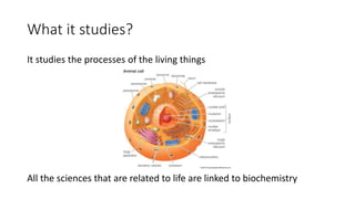 What it studies?
It studies the processes of the living things
All the sciences that are related to life are linked to biochemistry
 