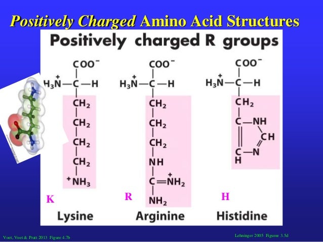 positively charged amino acids positively charged amino acids