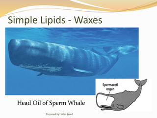 Simple Lipids - Waxes
Head Oil of Sperm Whale
Prepared by: Sidra Javed
 