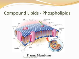 Compound Lipids - Phospholipids
Plasma MembranePrepared by: Sidra Javed
 