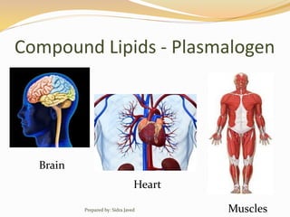 Compound Lipids - Plasmalogen
Brain
Heart
MusclesPrepared by: Sidra Javed
 