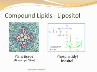 Compound Lipids - Lipositol
Plant tissue
(Microscopic View)
Phosphatidyl
Inositol
Prepared by: Sidra Javed
 