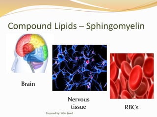Compound Lipids – Sphingomyelin
Brain
Nervous
tissue RBCs
Prepared by: Sidra Javed
 
