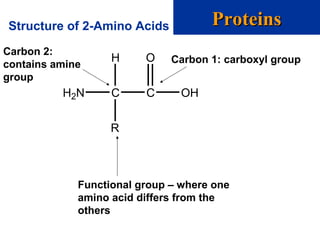 Structure of 2-Amino Acids ProteinsProteins
H2N C C
R
OH
OH Carbon 1: carboxyl group
Carbon 2:
contains amine
group
Functional group – where one
amino acid differs from the
others
 