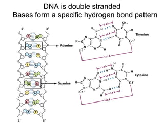 Bases form a specific hydrogen bond pattern
DNA is double stranded
 