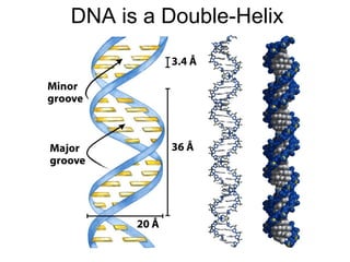 DNA is a Double-Helix
 
