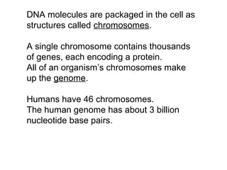 DNA molecules are packaged in the cell as
structures called chromosomes.
A single chromosome contains thousands
of genes, each encoding a protein.
All of an organism’s chromosomes make
up the genome.
Humans have 46 chromosomes.
The human genome has about 3 billion
nucleotide base pairs.
 