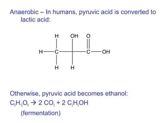 Anaerobic – In humans, pyruvic acid is converted to
lactic acid:
Otherwise, pyruvic acid becomes ethanol:
C6H12O6  2 CO2 + 2 C2H5OH
(fermentation)
H C
H
H
OH
H
C
O
OH
 