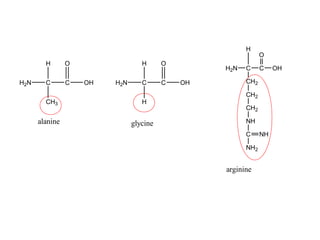 H2N C C
CH3
OH
OH
alanine
H2N C C
H
OH
OH
glycine
H2N C C
CH2
OH
O
CH2
CH2
NH
C
NH2
NH
arginine
H
 
