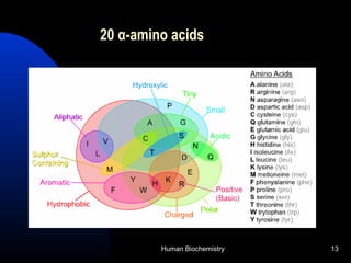 Human Biochemistry 13
20 α-amino acids
 
