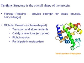 Tertiary Structure is the overall shape of the protein.
• Fibrous Proteins – provide strength for tissue (muscle,
hair,cartilage)
• Globular Proteins (sphere-shaped)
• Transport and store nutrients
• Catalyze reactions (enzymes)
• Fight invasion
• Participate in metabolism
Tertiary structure of Myoglobin
 