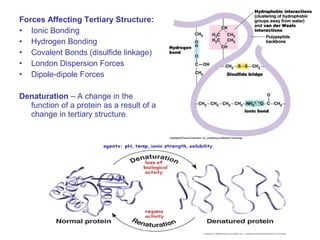Forces Affecting Tertiary Structure:
• Ionic Bonding
• Hydrogen Bonding
• Covalent Bonds (disulfide linkage)
• London Dispersion Forces
• Dipole-dipole Forces
Denaturation – A change in the
function of a protein as a result of a
change in tertiary structure.
 