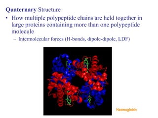 Quaternary Structure
• How multiple polypeptide chains are held together in
large proteins containing more than one polypeptide
molecule
– Intermolecular forces (H-bonds, dipole-dipole, LDF)
Haemoglobin
 