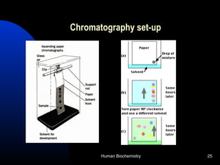 Human Biochemistry 25
Chromatography set-up
 