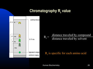 Human Biochemistry 26
Chromatography Rf
value
distance traveled by compound
distance traveled by solvent
Rf
=
Rf
is specific for each amino acid
 