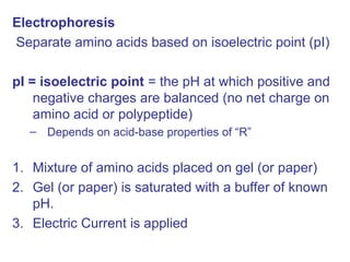 Electrophoresis
Separate amino acids based on isoelectric point (pI)
pI = isoelectric point = the pH at which positive and
negative charges are balanced (no net charge on
amino acid or polypeptide)
– Depends on acid-base properties of “R”
1. Mixture of amino acids placed on gel (or paper)
2. Gel (or paper) is saturated with a buffer of known
pH.
3. Electric Current is applied
 