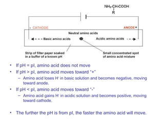• If pH = pI, amino acid does not move
• If pH > pI, amino acid moves toward “+”
– Amino acid loses H+
in basic solution and becomes negative, moving
toward anode.
• If pH < pI, amino acid moves toward “-”
– Amino acid gains H+
in acidic solution and becomes positive, moving
toward cathode.
• The further the pH is from pI, the faster the amino acid will move.
 