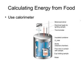 Calculating Energy from Food
• Use calorimeter
 
