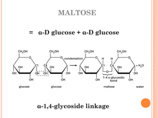 MALTOSE
= α-D glucose + α-D glucose
α-1,4-glycoside linkage
 