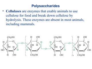 Polysaccharides
• Cellulases are enzymes that enable animals to use
cellulose for food and break down cellulose by
hydrolysis. These enzymes are absent in most animals,
including mammals.
 