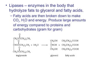 • Lipases – enzymes in the body that
hydrolyze fats to glycerol and fatty acids.
– Fatty acids are then broken down to make
CO2, H2O and energy. Produce large amounts
of energy compared to proteins and
carbohydrates (gram for gram)
 