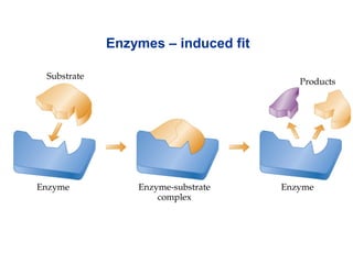 Enzymes – induced fit
 