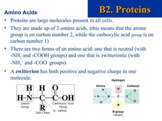 Amino Acids
• Proteins are large molecules present in all cells.
• They are made up of 2-amino acids. (this means that the amine
group is on carbon number 2, while the carboxylic acid group is on
carbon number 1)
• There are two forms of an amino acid: one that is neutral (with
-NH2 and -COOH groups) and one that is zwitterionic (with
-NH3
+
and -COO-
groups).
• A zwitterion has both positive and negative charge in one
molecule.
B2. ProteinsB2. Proteins
 