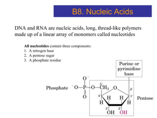All nucleotides contain three components:
1. A nitrogen base
2. A pentose sugar
3. A phosphate residue
DNA and RNA are nucleic acids, long, thread-like polymers
made up of a linear array of monomers called nucleotides
B8. Nucleic Acids
 