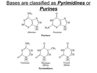 Structure of Nucleotide Bases
Bases are classified as Pyrimidines or
Purines
 