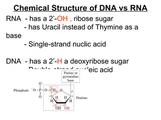 RNA - has a 2’-OH , ribose sugar
- has Uracil instead of Thymine as a
base
- Single-strand nuclic acid
DNA - has a 2’-H a deoxyribose sugar
- Double-strand nucleic acid
Chemical Structure of DNA vs RNA
 