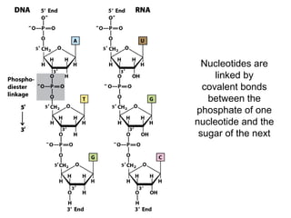 Nucleotides are
linked by
covalent bonds
between the
phosphate of one
nucleotide and the
sugar of the next
 