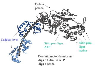 Cadeia
                pesada




Cadeias leves
                         Sitio para ligar    Sitio para
                         ATP                 ligar
                                             actina
                  Domínio motor da miosina
                  -liga e hidrolisa ATP
                  -liga a actina
 
