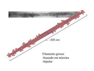 Filamento grosso
-baseado em miosina
-bipolar
 