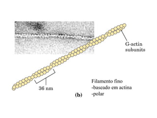 Filamento fino
-baseado em actina
-polar
 