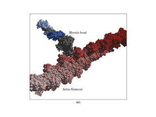 Boquímica avançada