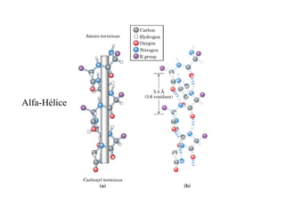 Alfa-Hélice
 
