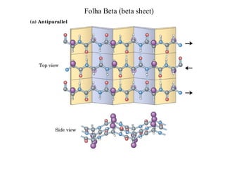 Folha Beta (beta sheet)
 