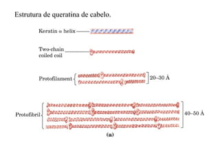 Estrutura de queratina de cabelo.
 