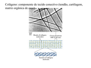 Colágeno: componente de tecido conectivo (tendão, cartilagem,
matriz orgânica de osso)
 
