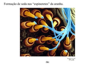 Formação de seda nas “espineretes” da aranha.
 