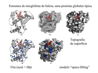 Estrutura de mioglobina de baleia, uma proteína globular típica




                                              Topografia
                                              de superfície




 Fita (azul = Hφ)                     modelo “space-filling”
 