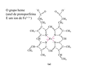 O grupo heme
(anel de protoporfirina
E um ion de Fe2+/3+)
 