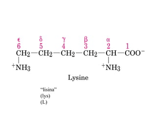“lisina”
(lys)
(L)
 